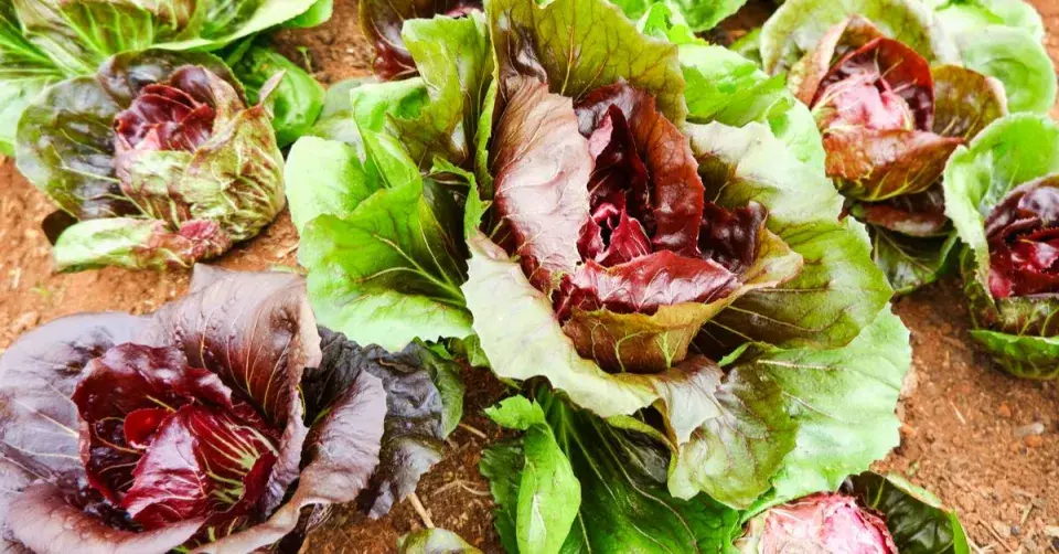 Červená salátová čekanka