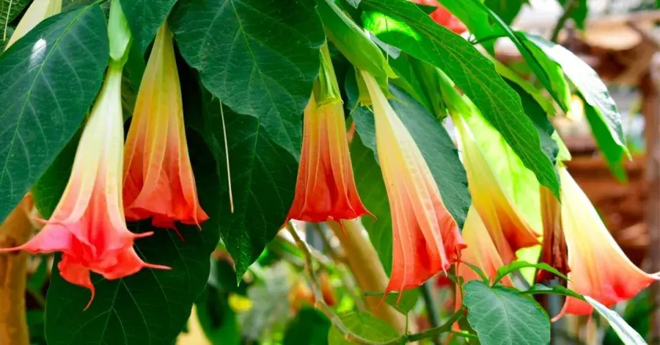 Brugmansie neboli durmanovec