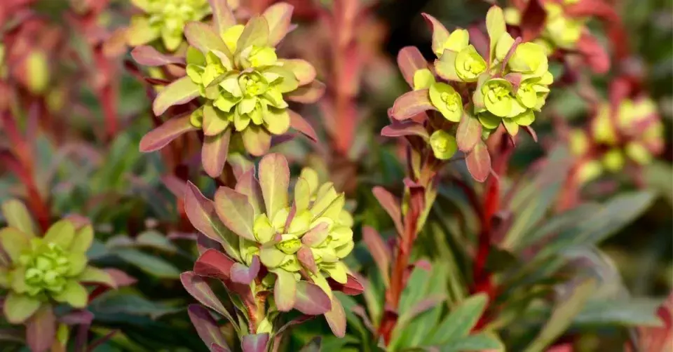 Pryšec mandloňovitý ’Purpurea’