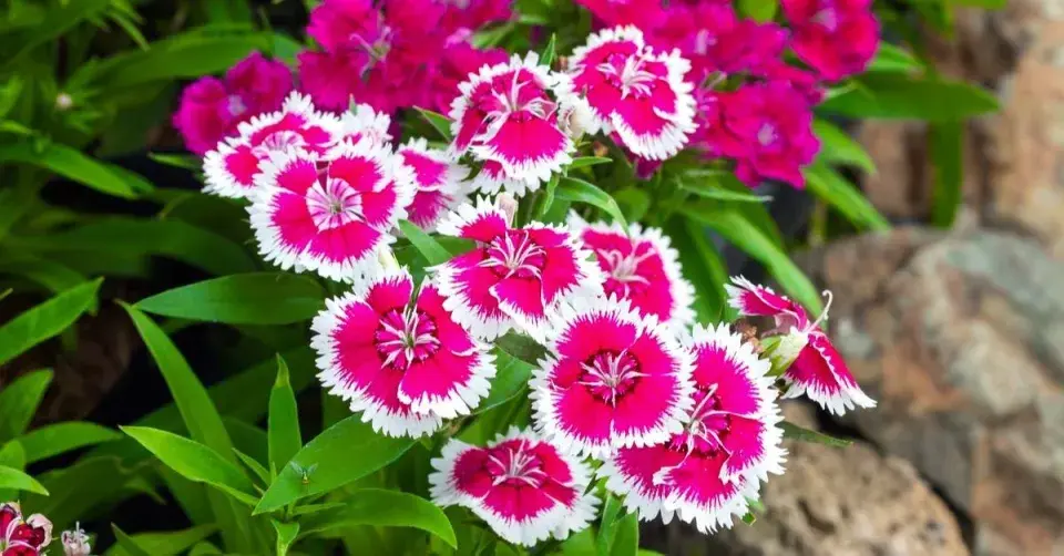 Hvozdík bradatý (Dianthus barbatus)