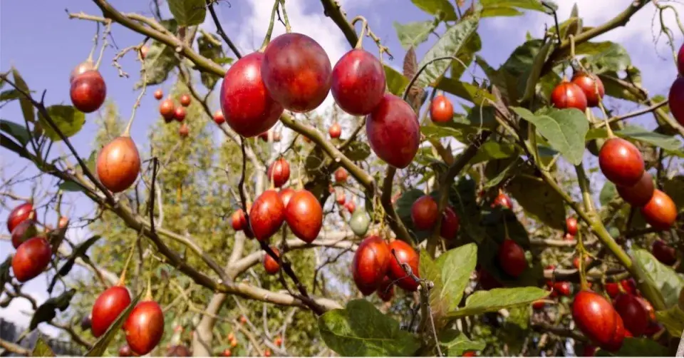 Tamarilo neboli rajčenka