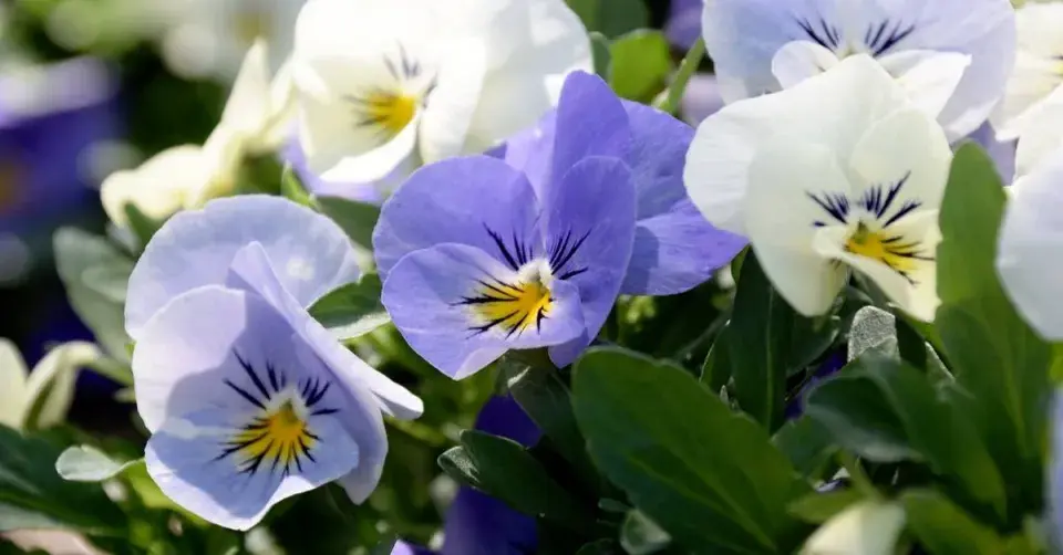 Maceška zahradní (Viola x wittrockiana)