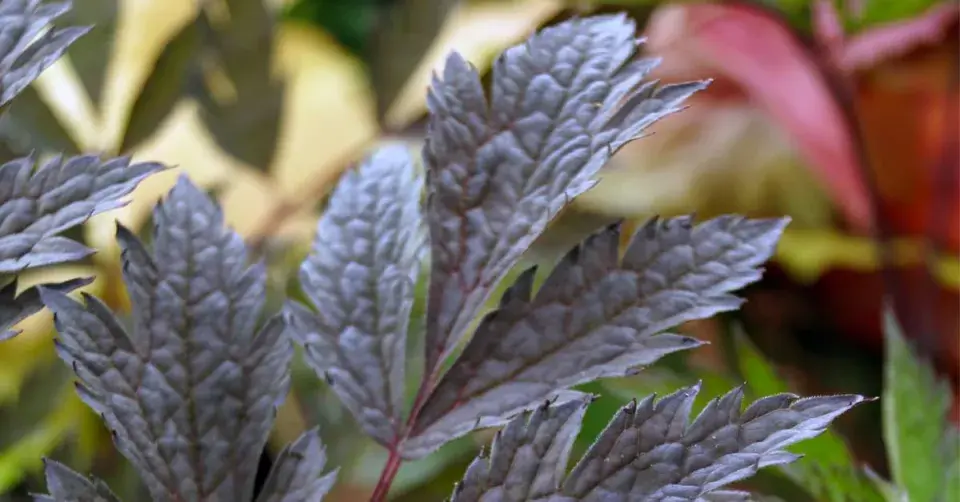 Ploštičník jednoduchý ’Chocoholic’
