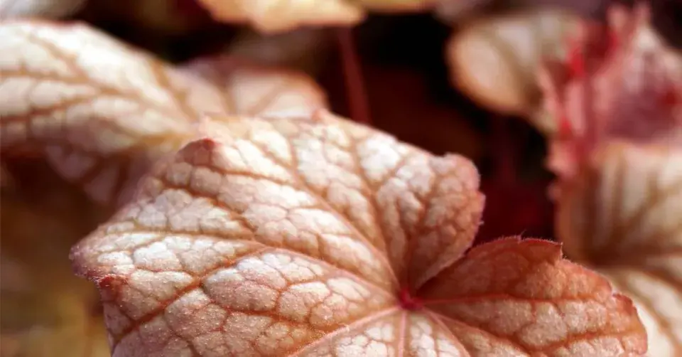 Dlužicha ’Sweet Princess’