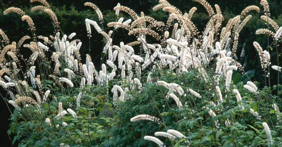 Ploštičník jednoduchý (Cimicifuga simplex)
