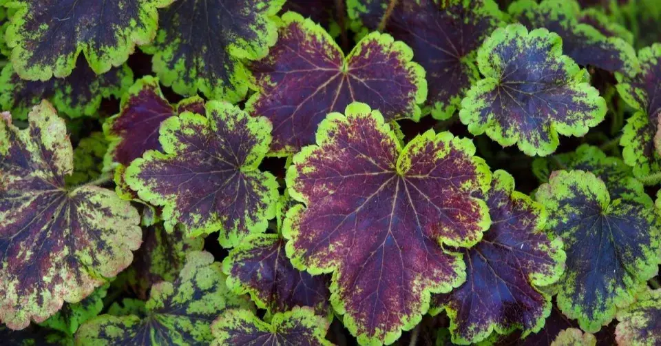 Dlužela (Heucherella)