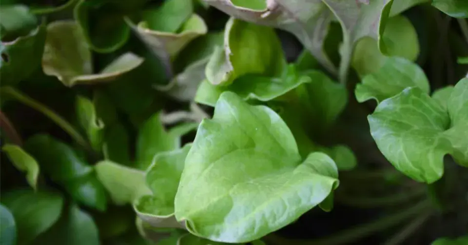 Lžičník lékařský