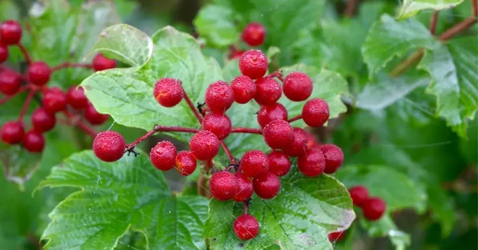 Plody kaliny obecné