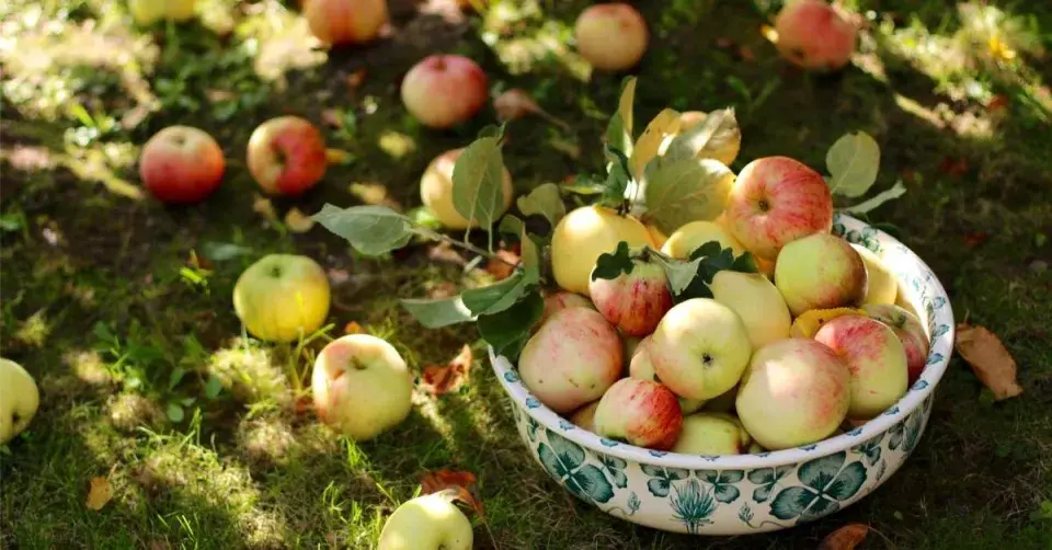 Sklizená jablka