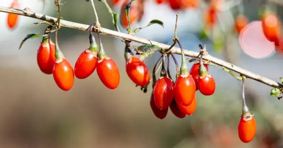 Kustovnice čínská