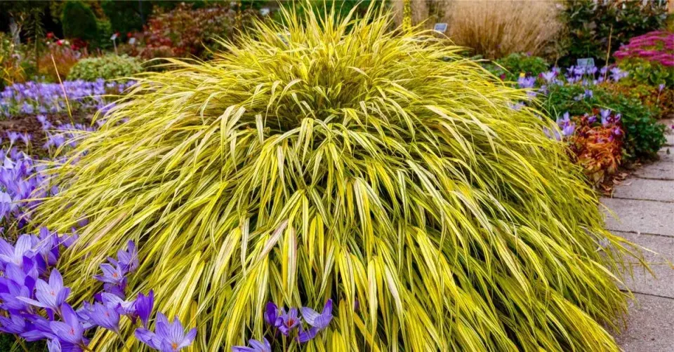 Rákosovka japonská (Hakonechloa macra)