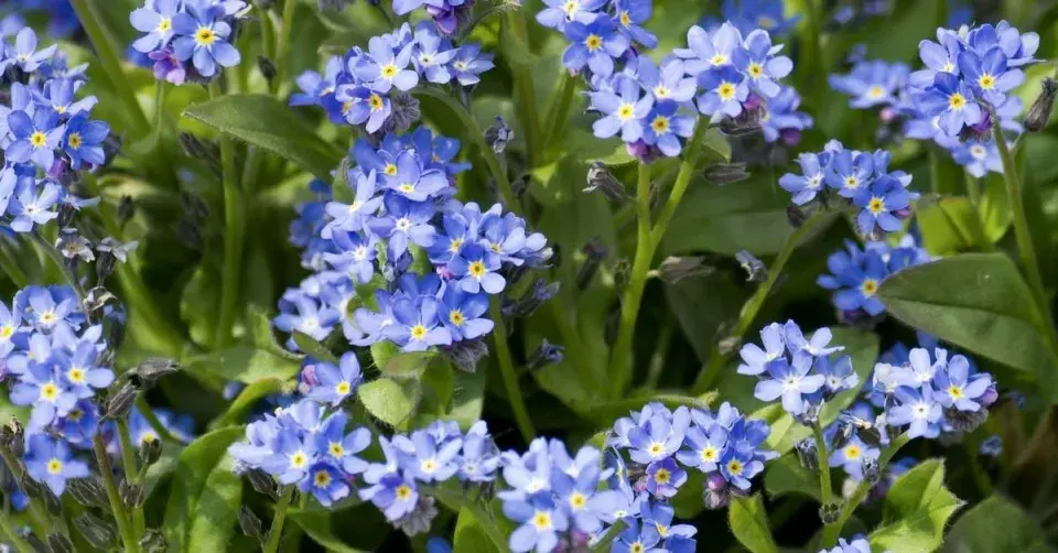 Pomněnka lesní (Myosotis sylvatica)