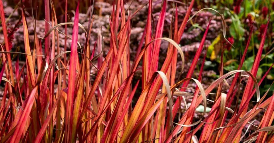 Lalang válcovitý (Imperata cylindrica ‘Red Baron’)