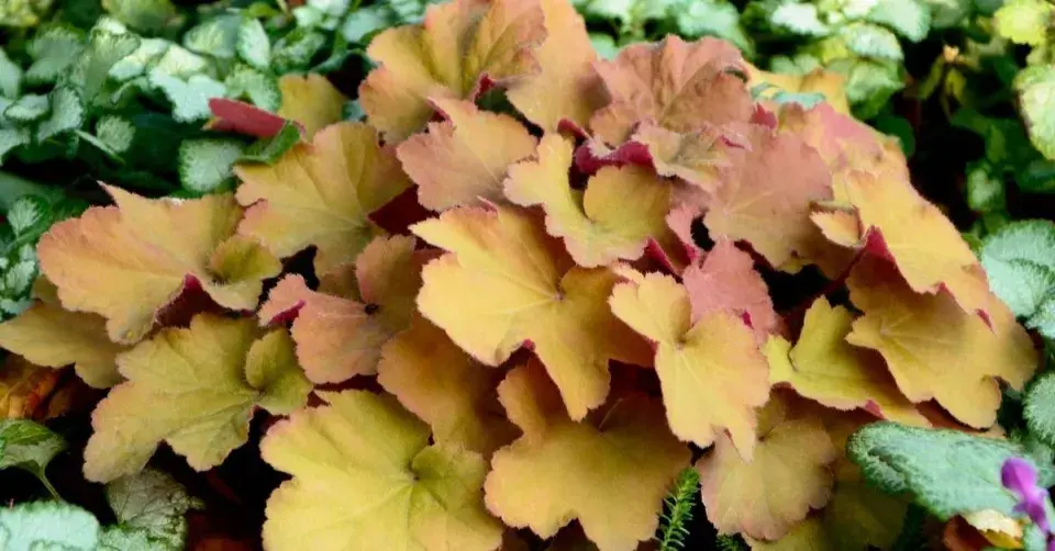 Dlužicha ’Caramel’