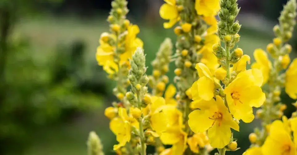 Divizna velkokvětá (Verbascum densiflorum)