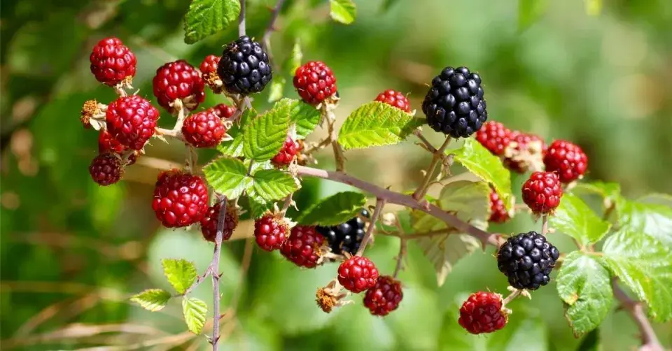 Dozrávající ostružiny