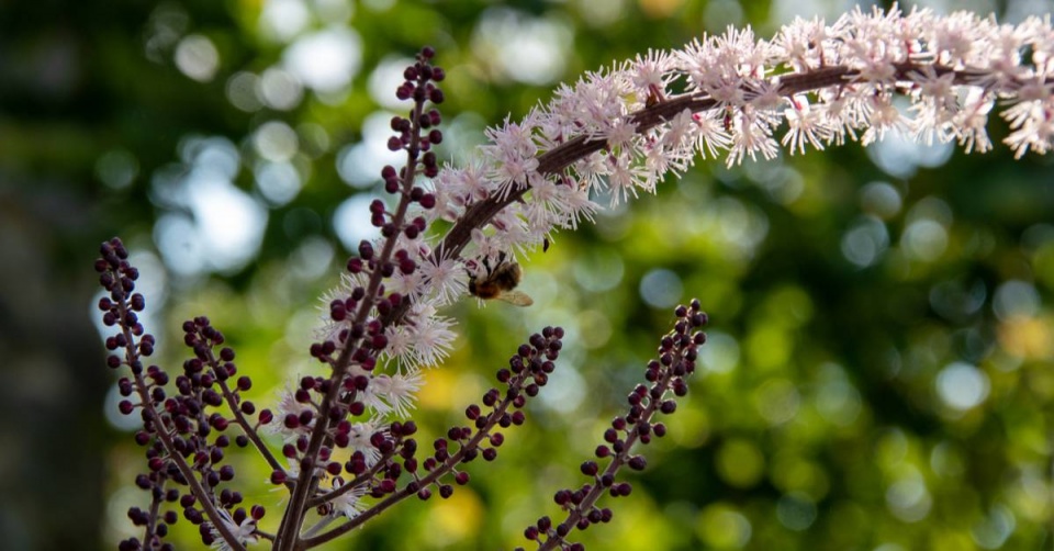 Ploštičník hroznatý (Cimicifuga racemosa)