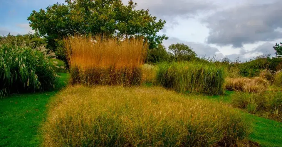 Bezkolenec rákosovitý (Molinia arundinacea)