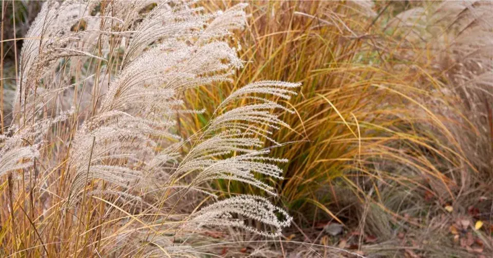 Ozdobnice čínská (Miscanthus sinensis)