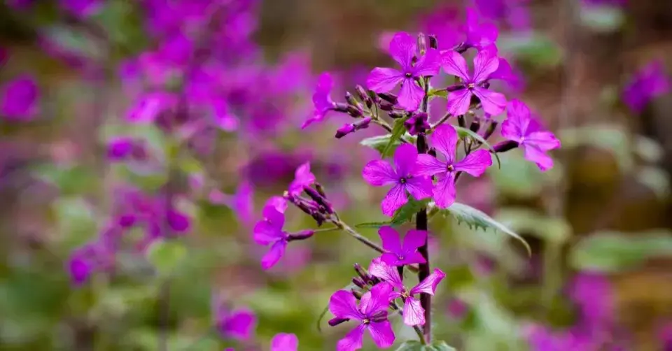 Měsíčnice roční (Lunaria annua)