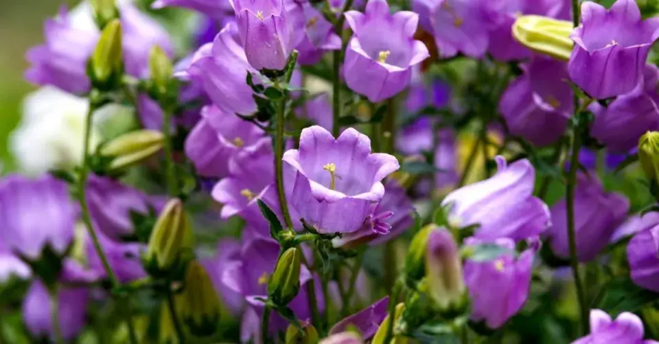 Zvonek zahradní nebo také prostřední či plnokvětý (Campanula medium)