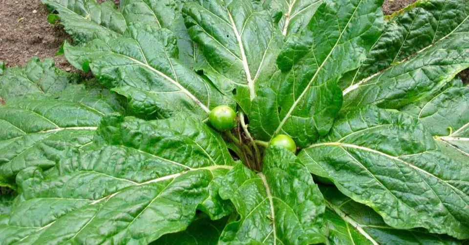 Mandragora lékařská