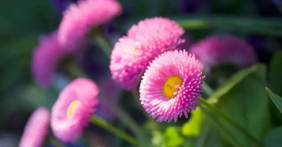 Sedmikráska zahradní (Bellis perennis)