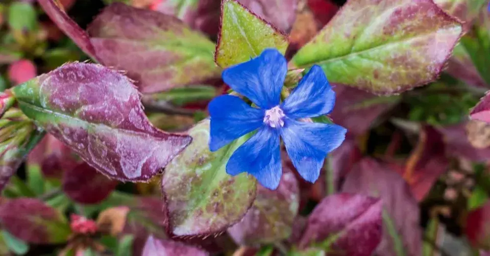 Rohovec olověncovitý