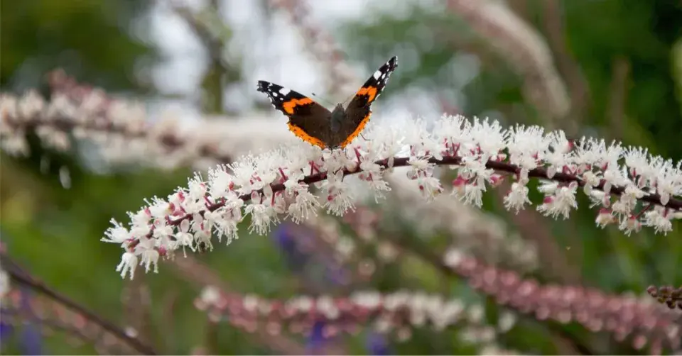 Ploštičník hroznatý (Cimicifuga racemosa)