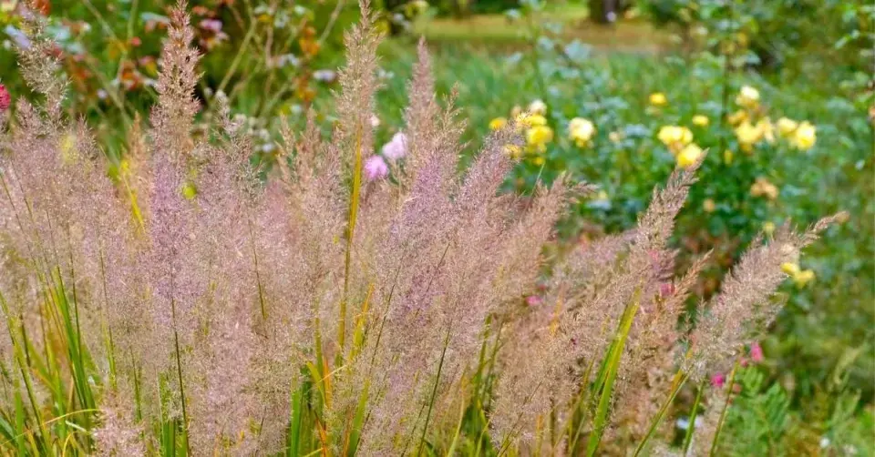 Třtina chloupkatá (Calamagrostis brachytricha)