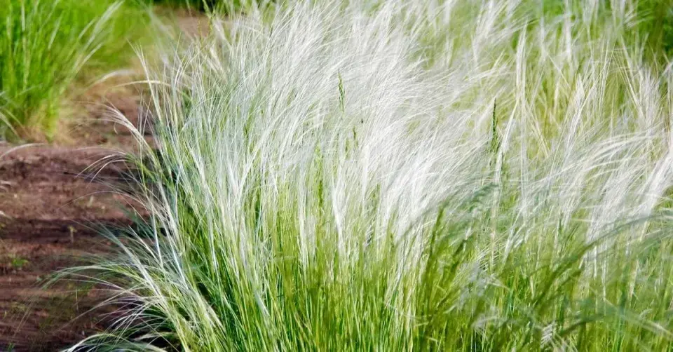 Kavyl vousatý (Stipa barbata)