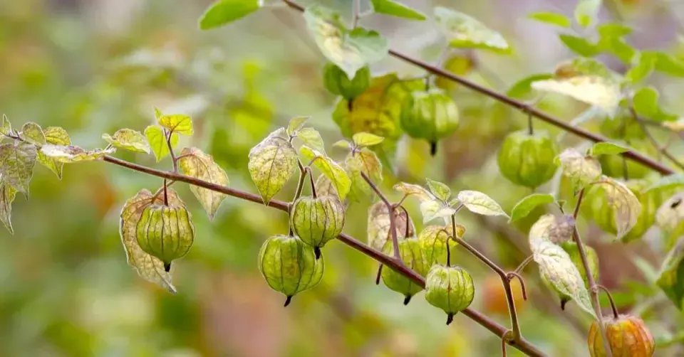 Mochyně peruánská