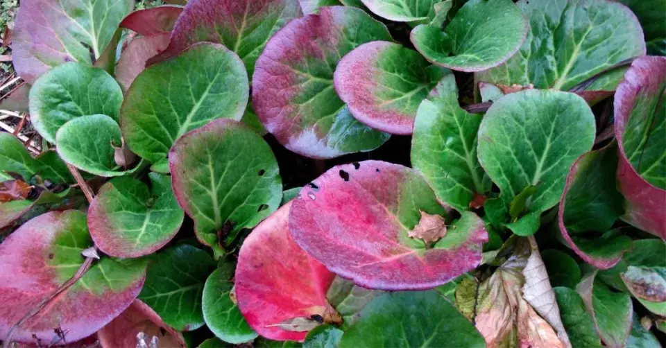 Badan neboli bergenie