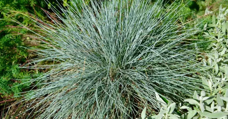Kostřava sivá (Festuca cinerea)