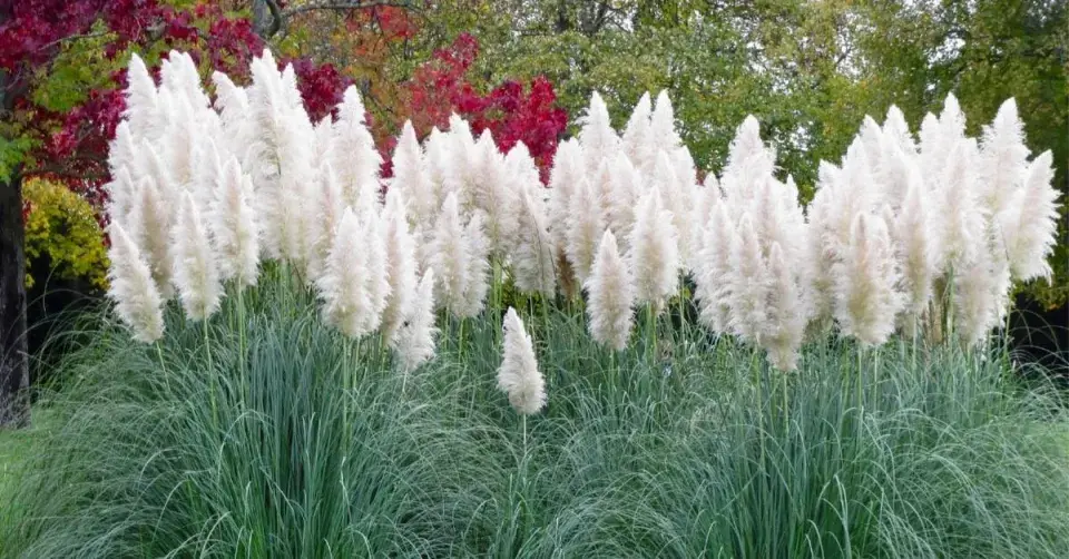 Pampas stříbrný (Cortaderia selloana)