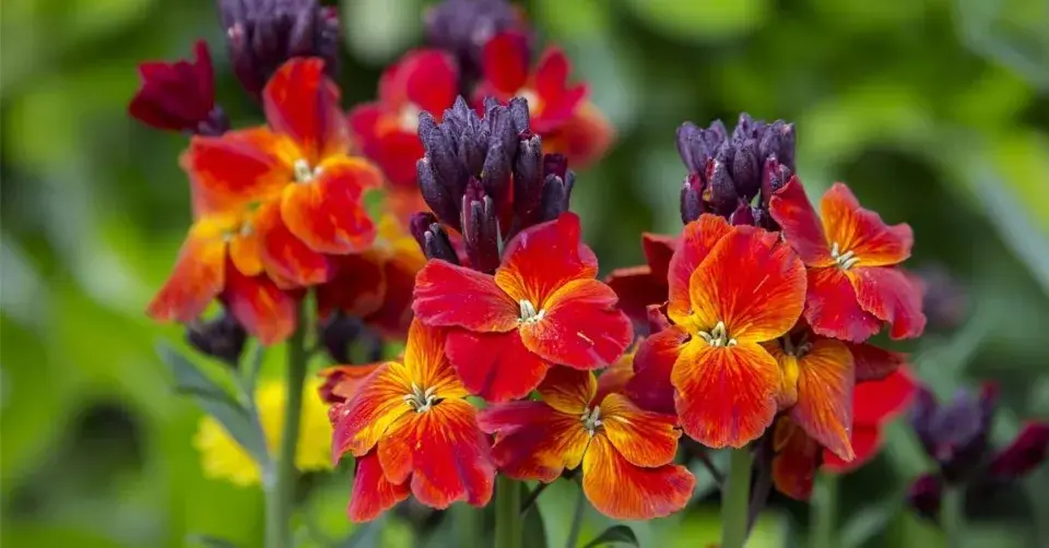 Fiala zimní nebo také chejr vonný (Cheiranthus cheiri)