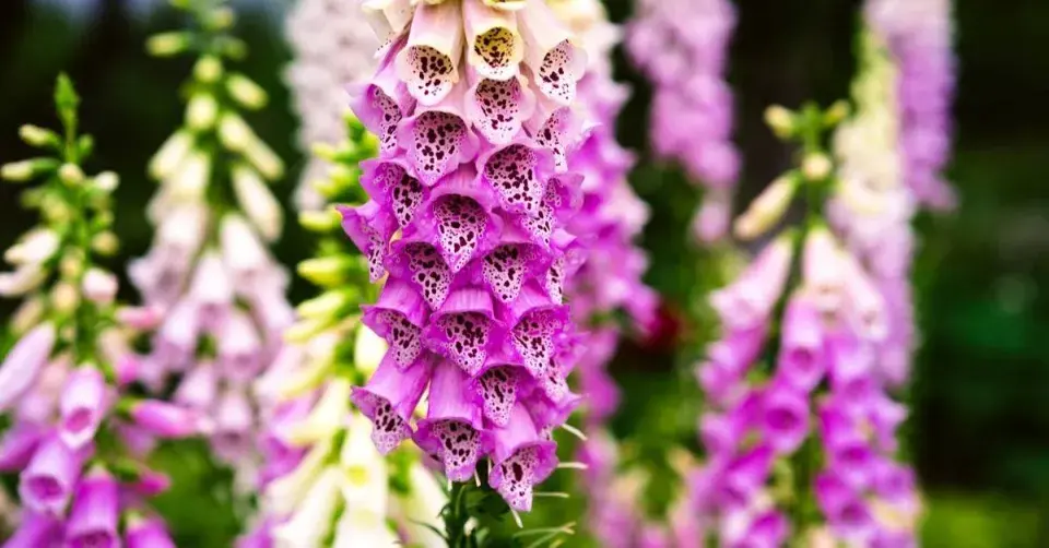Náprstník červený (Digitalis purpurea)