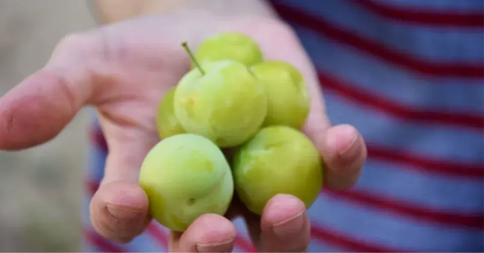 Plody ‘Zelené renklódy’