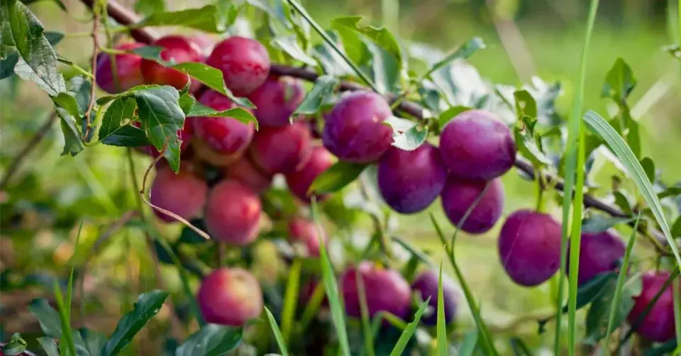 Odrůda švestek ’Královna Viktorie’