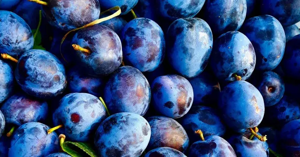 Modré plody švestek