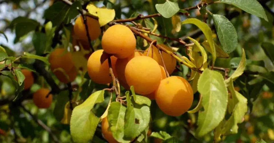 Slivoň třešňová neboli myrobalán třešňový