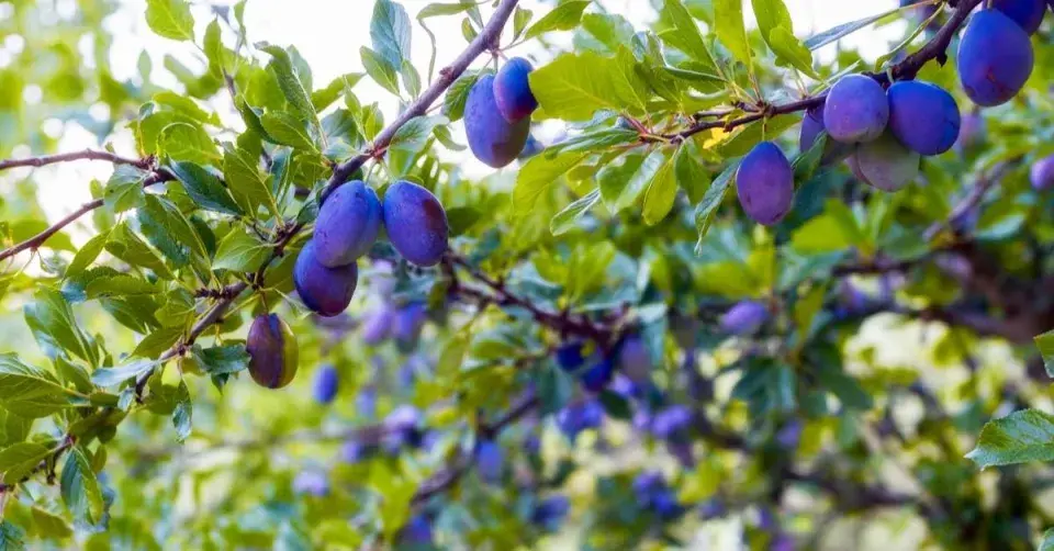 Plody pravých švestek