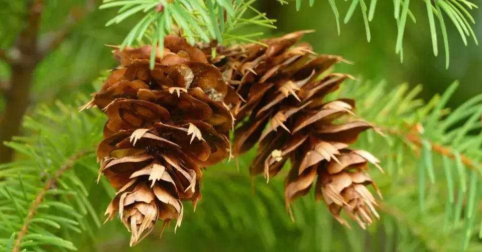 Douglaska tisolistá (Pseudotsuga menziesii)
