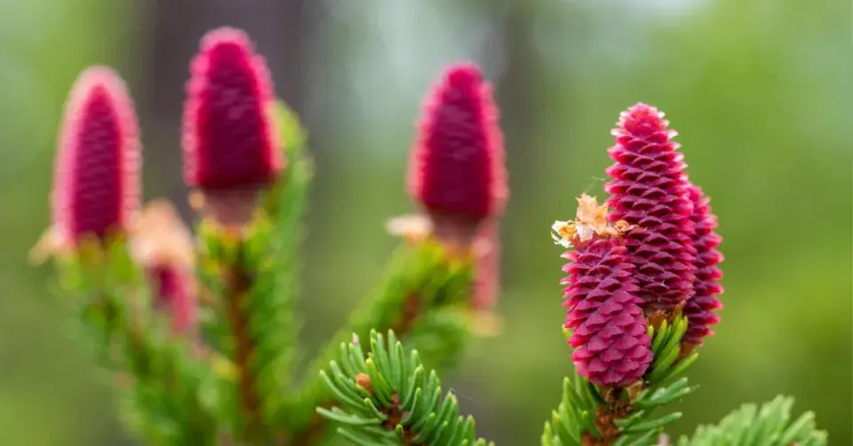 Smrk ztepilý (Picea abies) ’Acrocona’