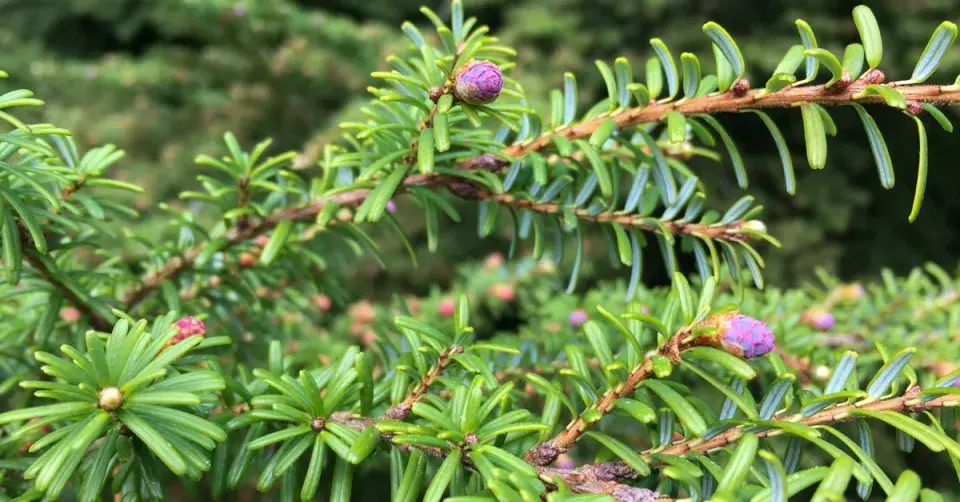 Jedlovec různolistý (Tsuga diversifolia)