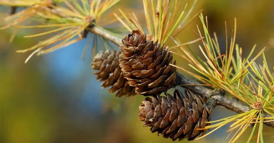 Modřín opadavý (Larix decidua)