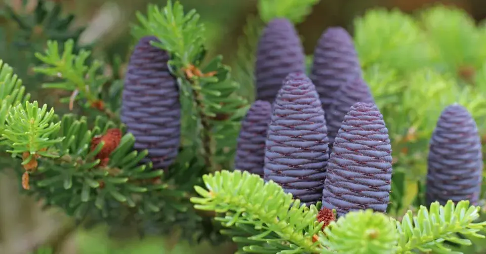 Jedle korejská (Abies koreana)