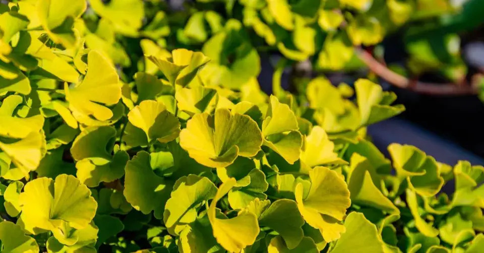 Jinan dvoulaločný (Ginkgo biloba) ‘Mariken‘
