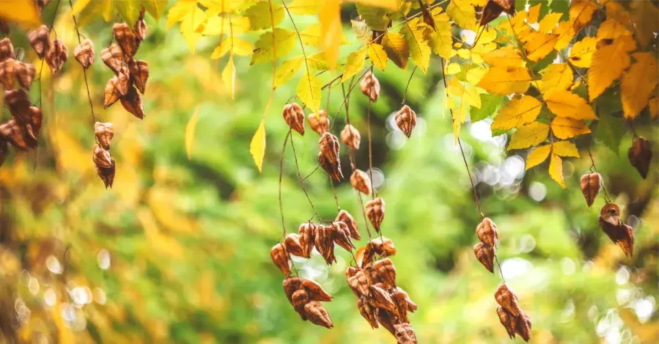 Svitel latnatý (Koelreuteria paniculata)