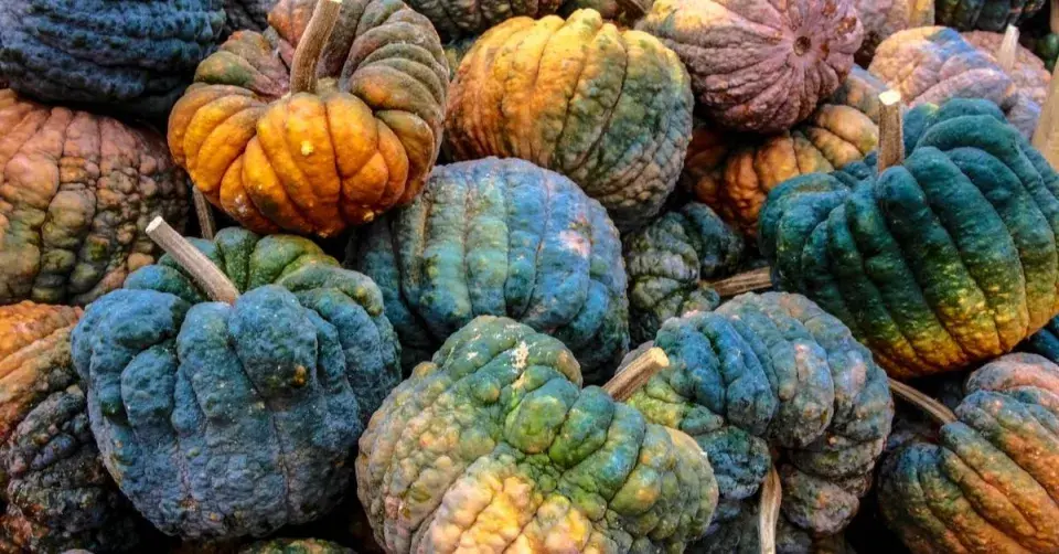 Dýně ’Futsu Black’